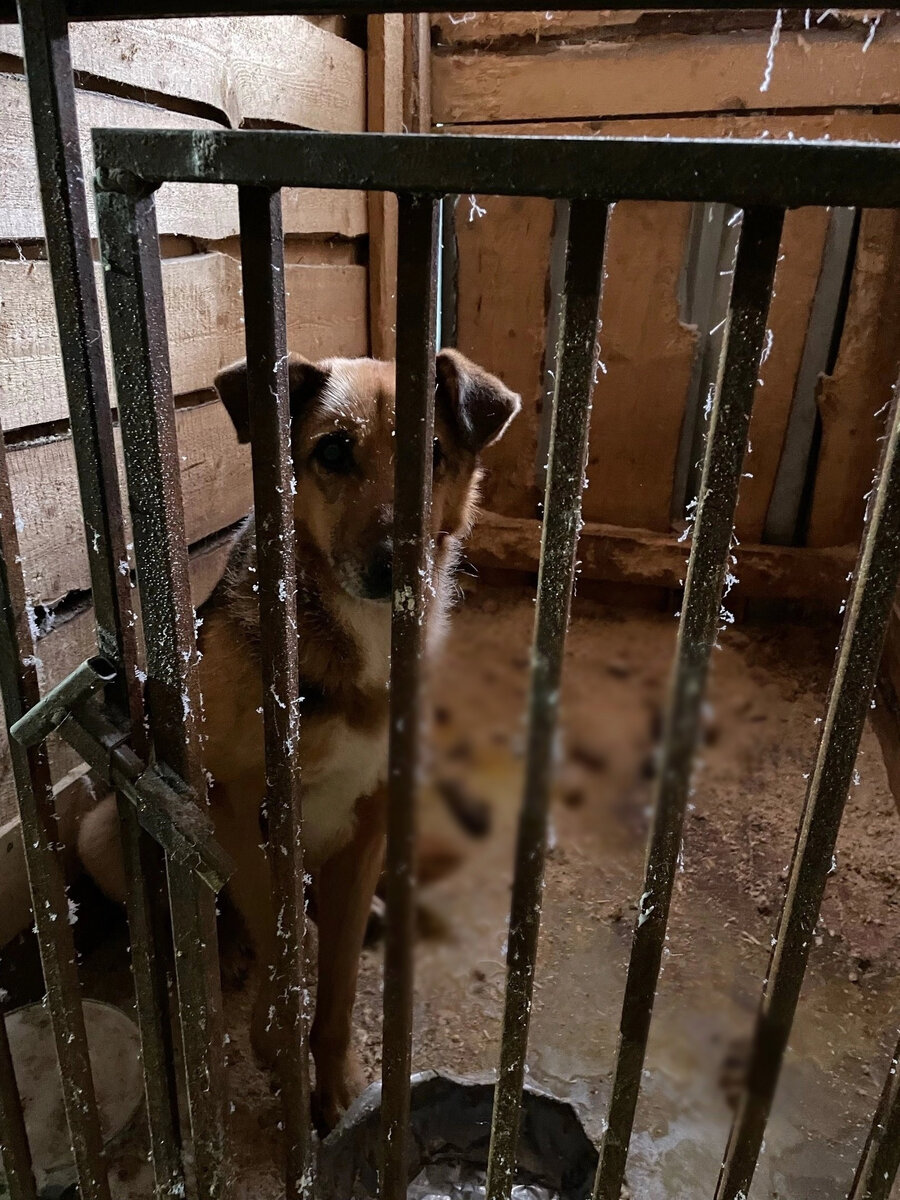 Собаки вынуждены спать в собственных фекалиях Фото: «Пленники в Большое Кошаево» / Vk.com