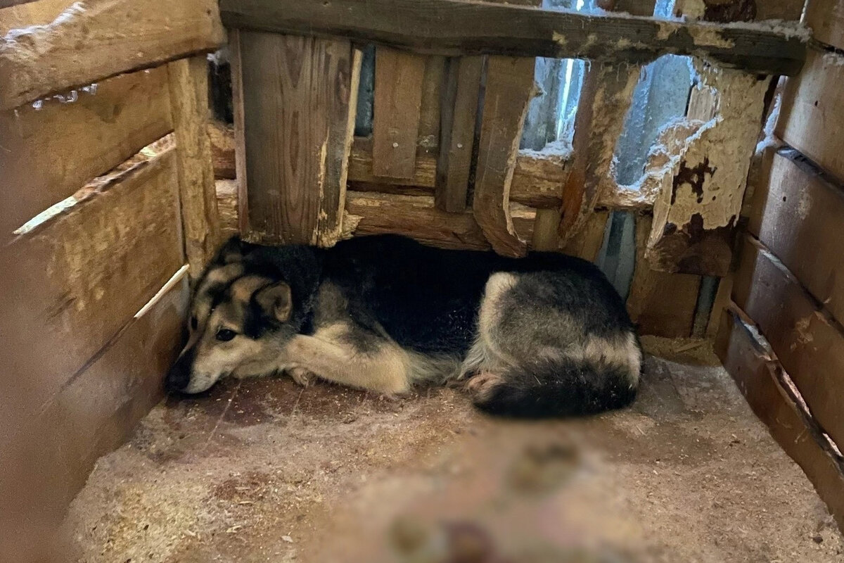 Волонтеры нуждаются в помощи добровольцевФото: «Пленники в Большое Кошаево» / Vk.com