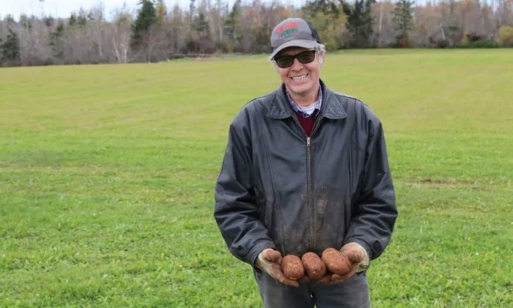    Сколько можно собрать картофеля с удобрениями только от покровной культуры