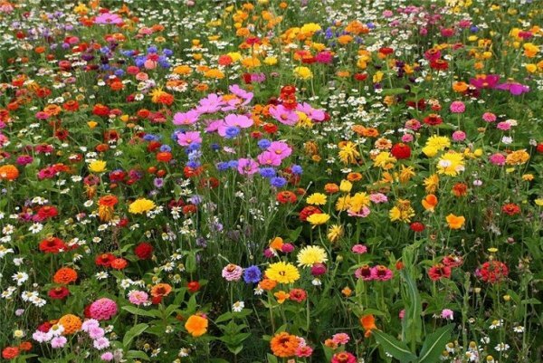 Полевые цветы | Цветочный блог | Дзен