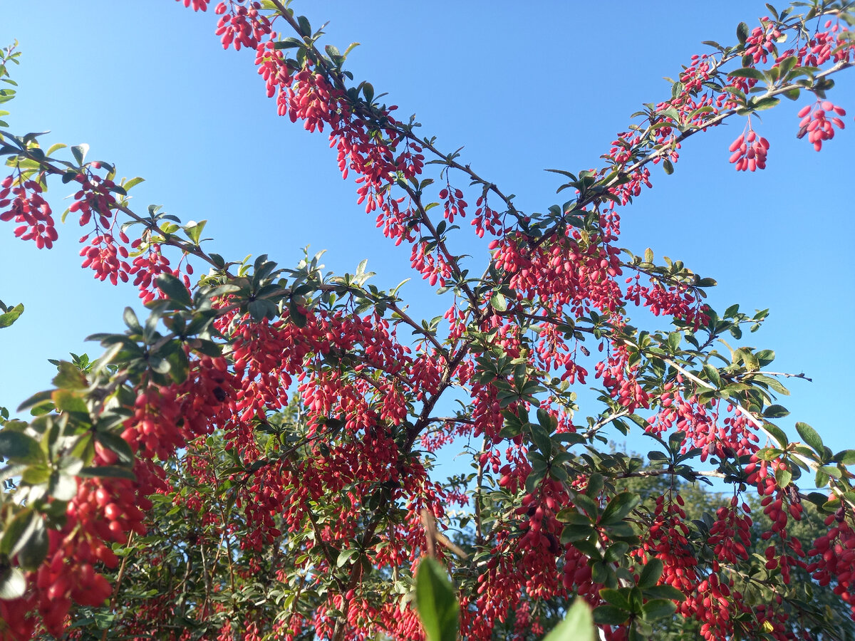 Кусарник барбариса.