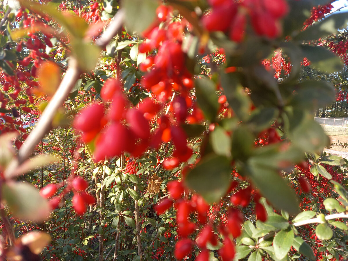 Ягоды барбариса.