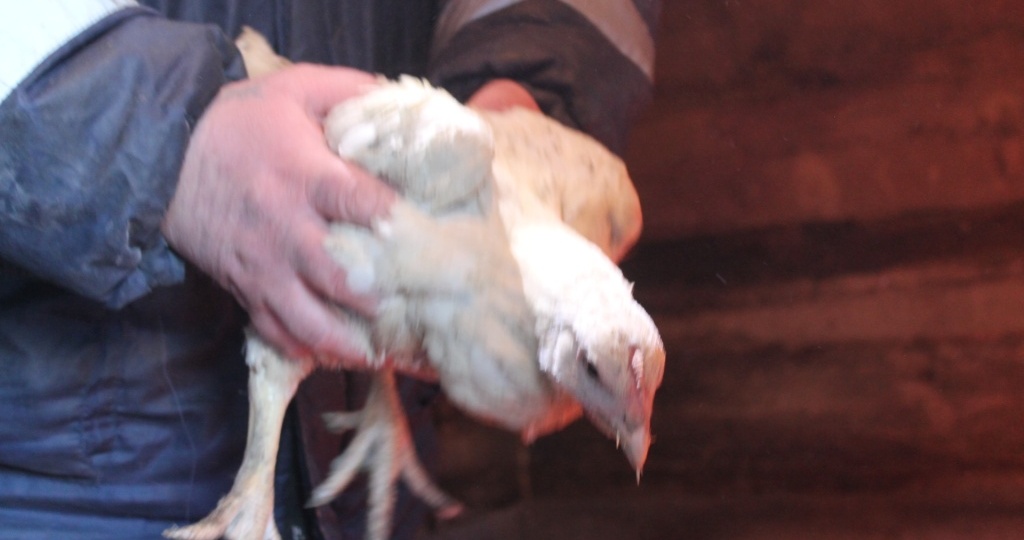 Сальмонеллез у домашних кур: профилактика и лечение