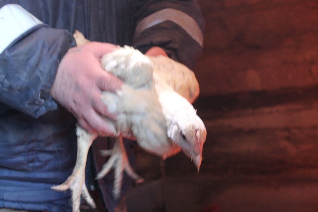  Больных кур нужно срочно отсадить в другое помещение