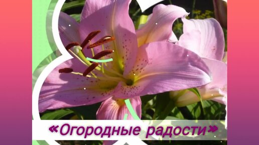 1122. Земляника разная бывает.