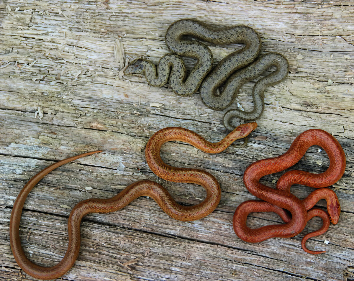 Медянка обыкновенная