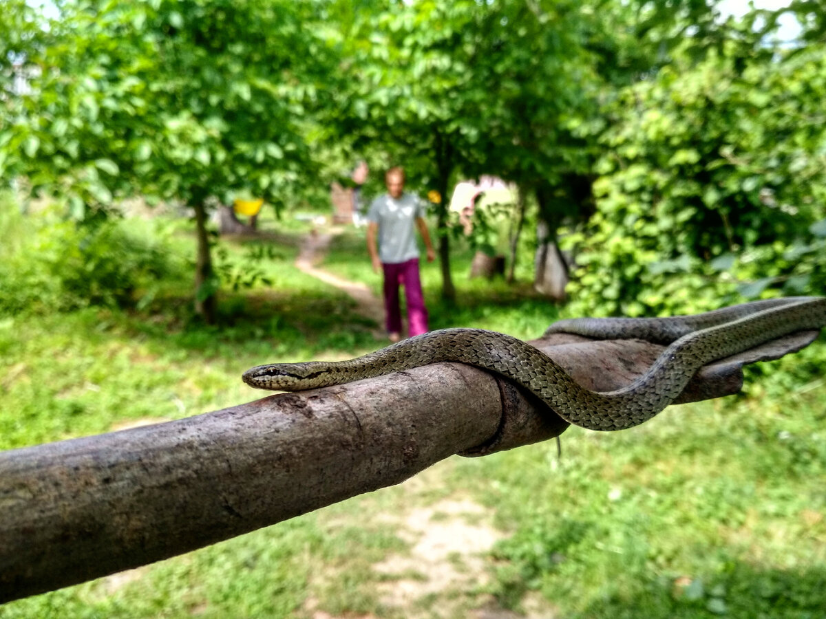 Медянка обыкновенная