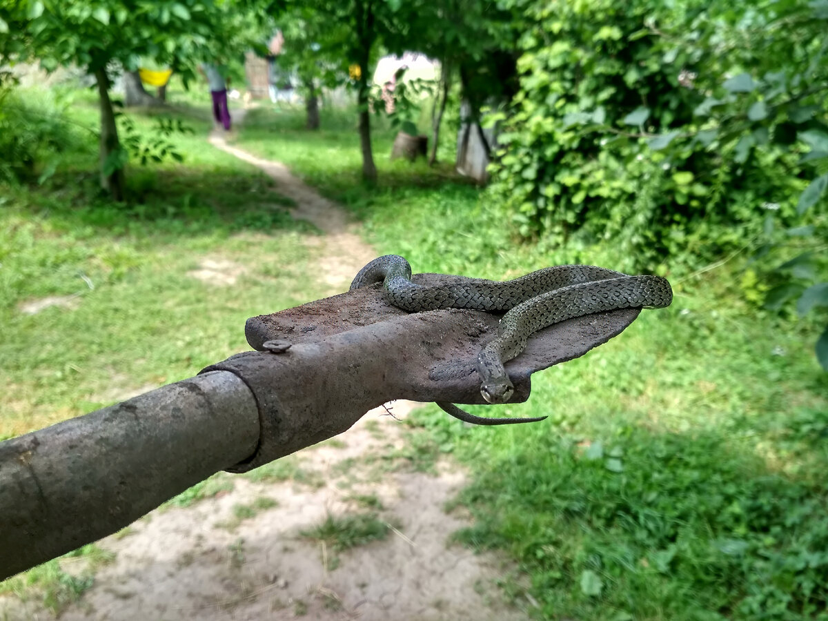 Медянка обыкновенная