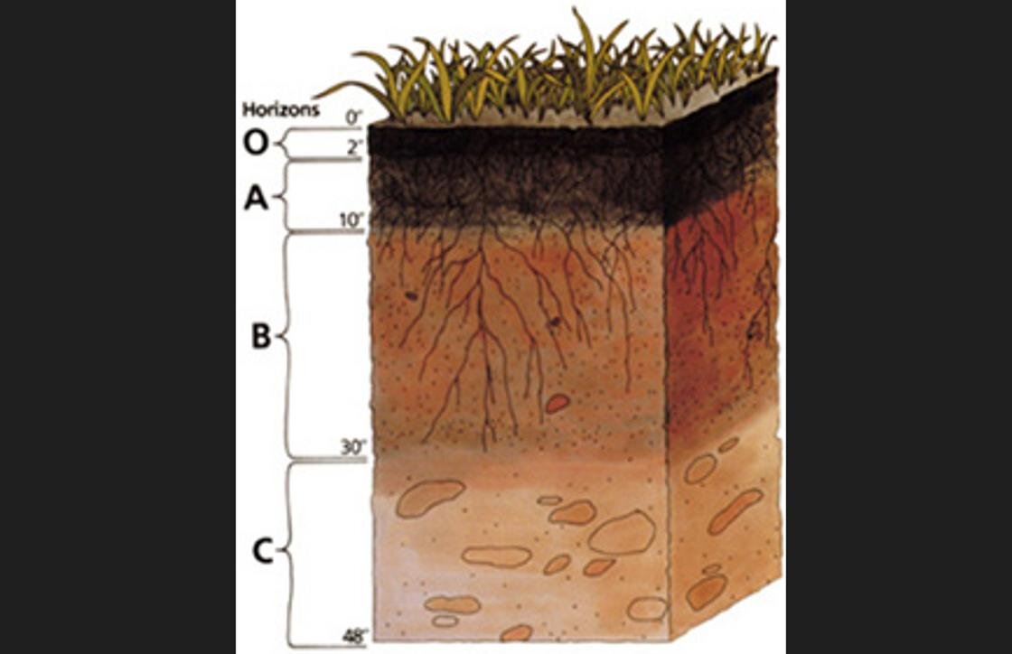    Горизонты почвы:Wikimedia