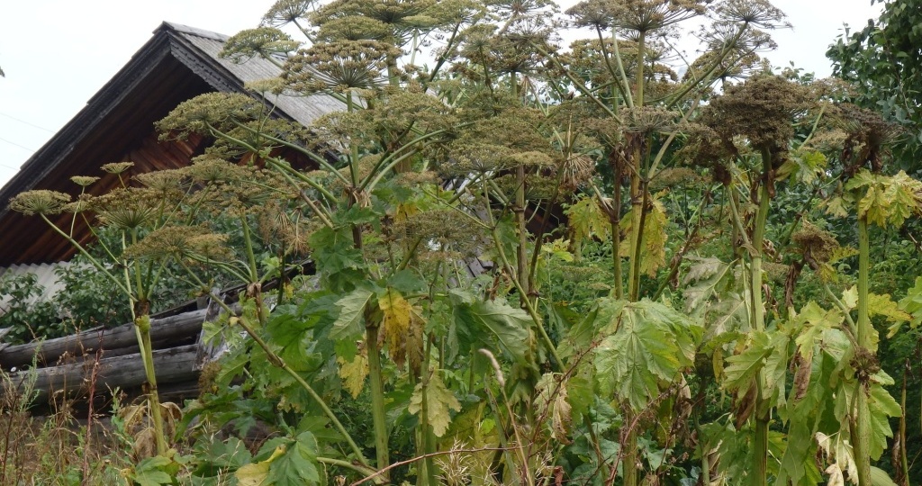 5 способов победить сорняки