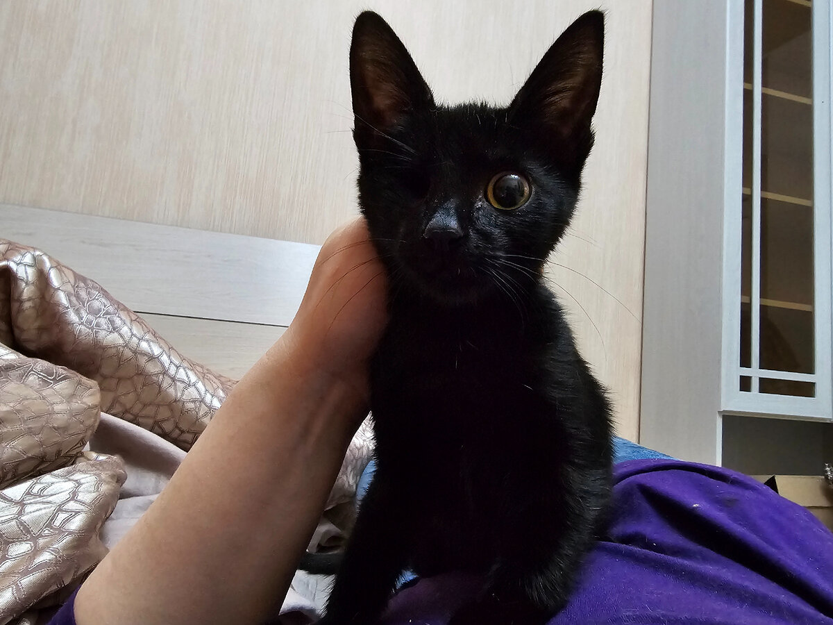 Фото автора. Новая малышка.