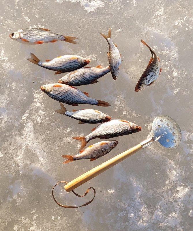 Плотва со льда. 5 советов для успешной рыбалки
