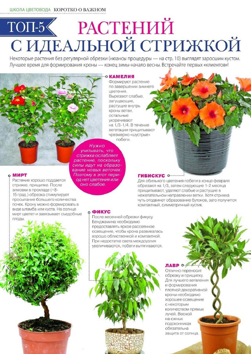 Обрезка комнатных растений в октябре 2024. Обрезка комнатных растений в октябре 2024. Арка садовая своими руками. Обрезать цветы. Формирование гибискуса комнатного.