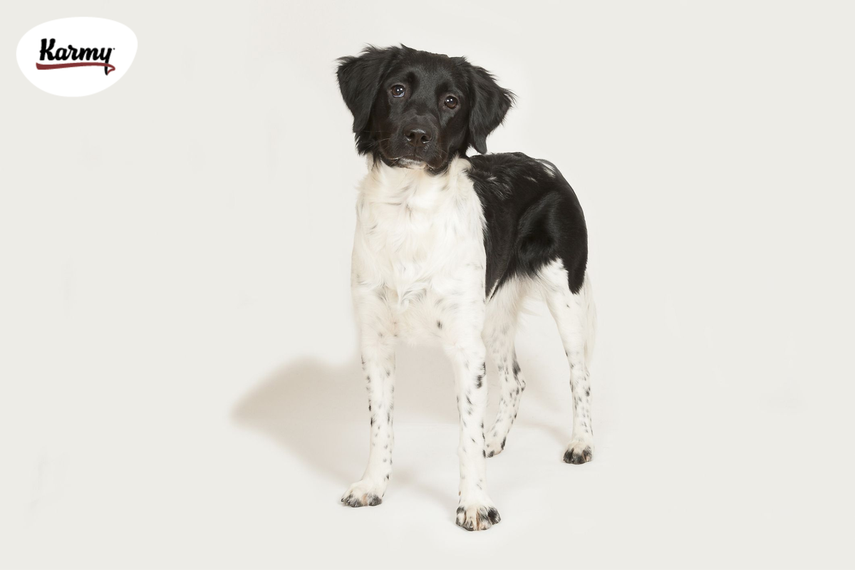 Авторское изображение с использованием картинки с сайта thesprucepets.com