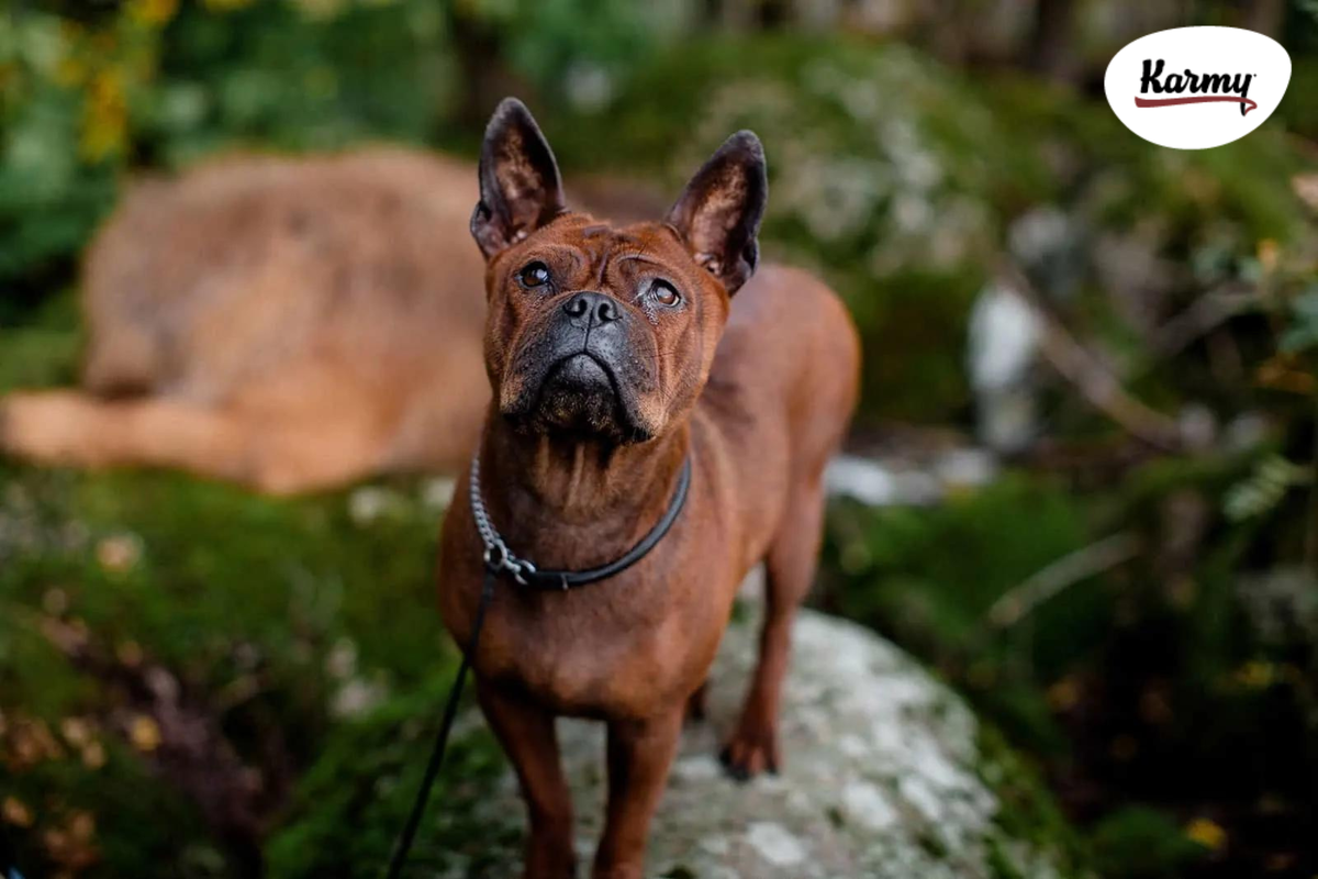 Авторское изображение с использованием картинки с сайта pupvine.com 