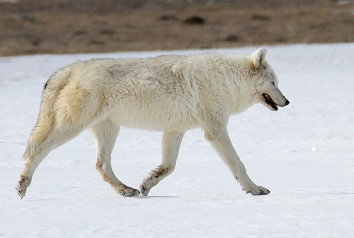 Фото из открытого источника (Photo Yellowstone National Park - Flickr. Author Jim Peaco. Alpha female in the Lower Geyser Basin. Public domain)