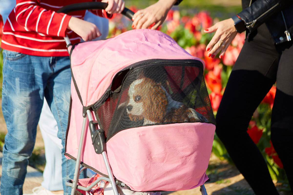 Милый щеночек кавалера в коляске для собак. 