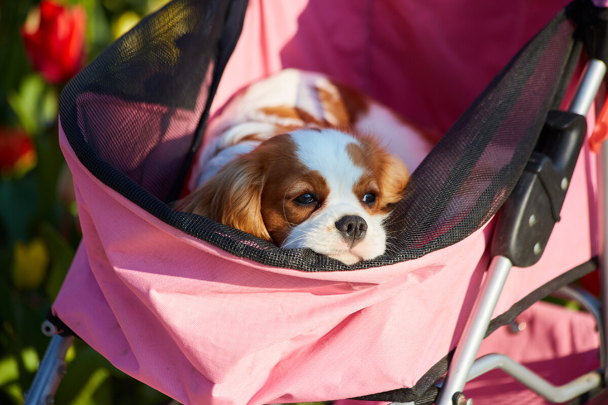 "Вот бы сейчас в мячик поиграть... "
