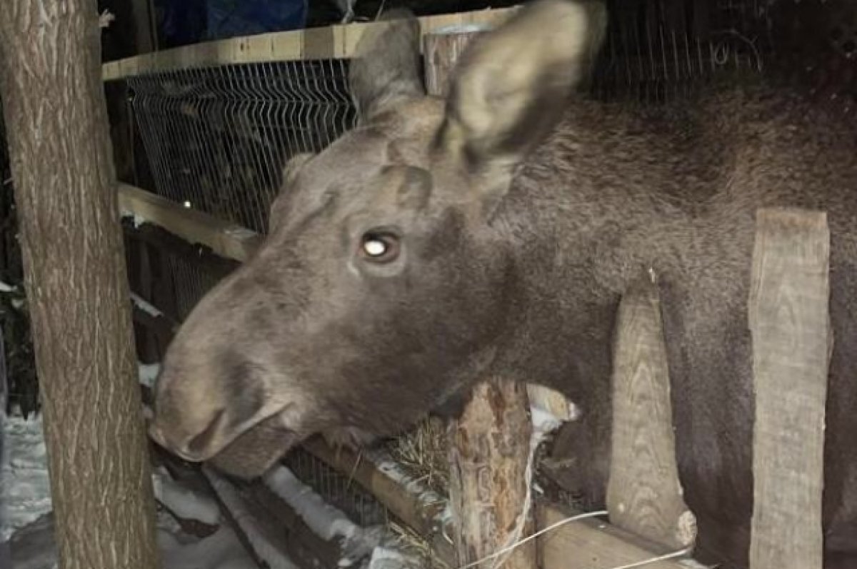    В Ульяновской области спасли пострадавшего от собак лосёнка