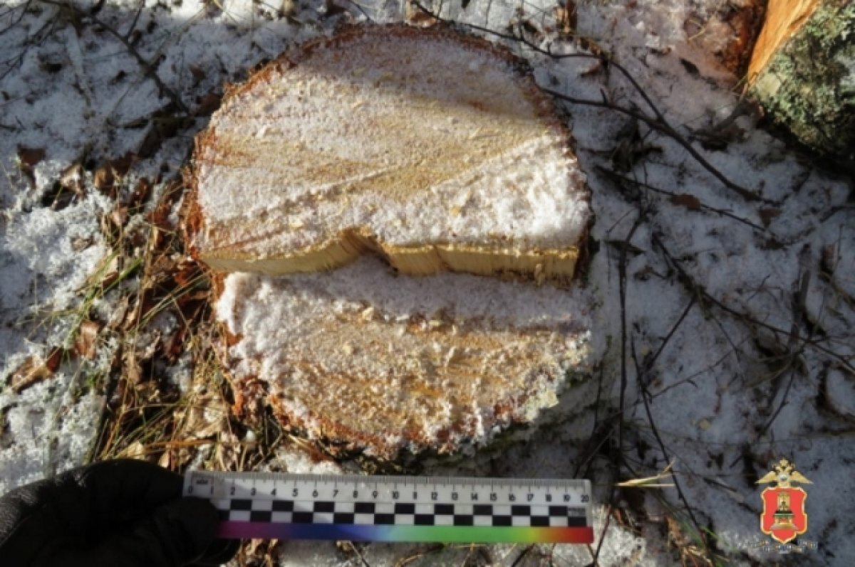    В Тверской области задержали двоих мужчин, нарубивших берёз на 3 млн рублей