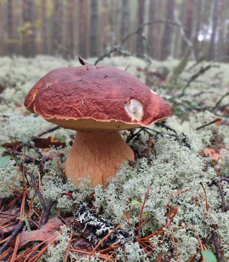 Лесные грибы на садовом участке – возможно ли? уход, посадка, полив, фото, сорта