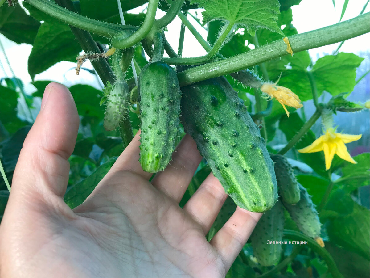 Посадила огурцы в “русской рубашке” - все в восторге от вкуса. Лучшие сорта  для солений | Зелёные истории | Дзен