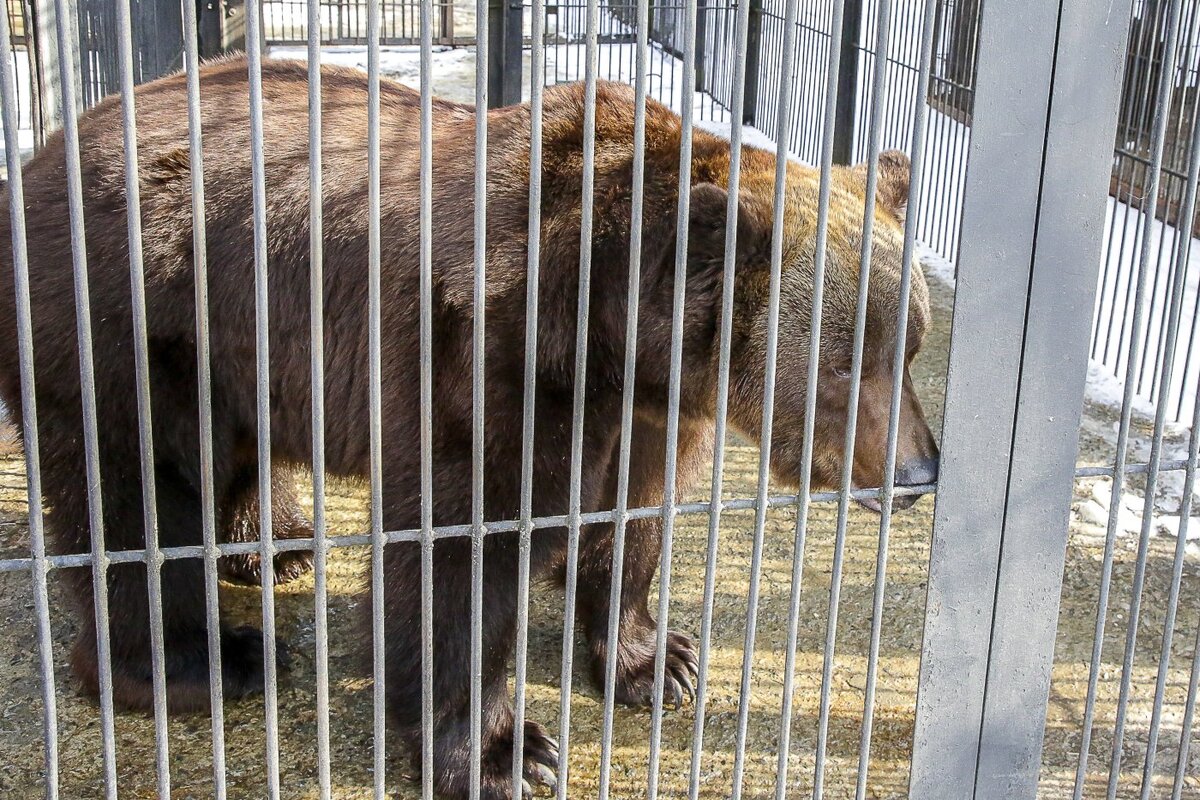    Цирковым медведям из Новосибирска нашли новые дома