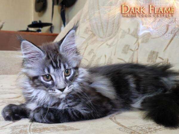 Одна из моих выпускниц - Tasmith White King: https://www.dark-flame.ru/kittens/tasmith-white-king