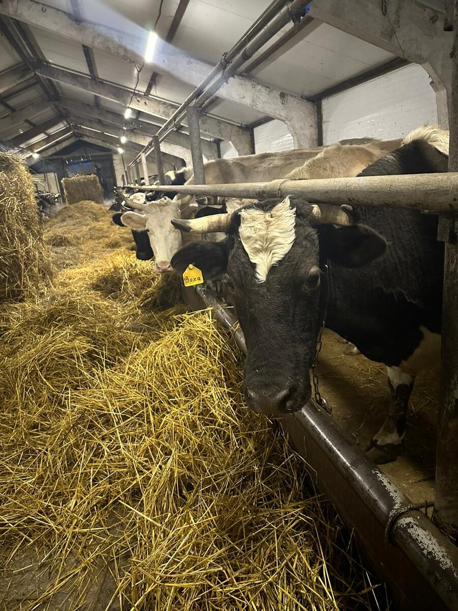 Заготовлен достаточный запас кормов./ Фото из личного архива Рушана Шаяхметова.