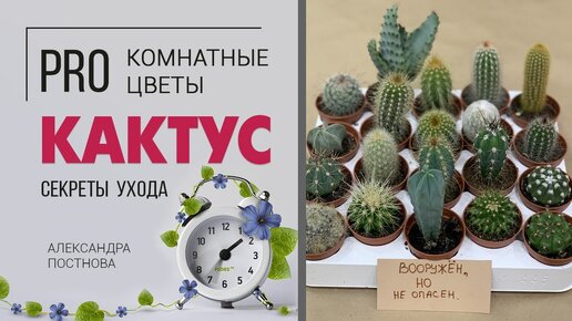 ᐈ Карта «Кактус» — Оформить Онлайн в МТБанке