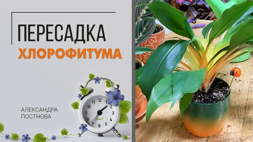 Пересадка хлорофитума | Как пересадить хлорофитум без проблем - быстро и грамотно