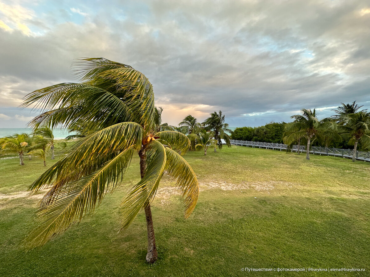 Можно попробовать по пальме оценить силу ветра. И это был ноябрь. В декабре и январе ветра намного сильнее. 