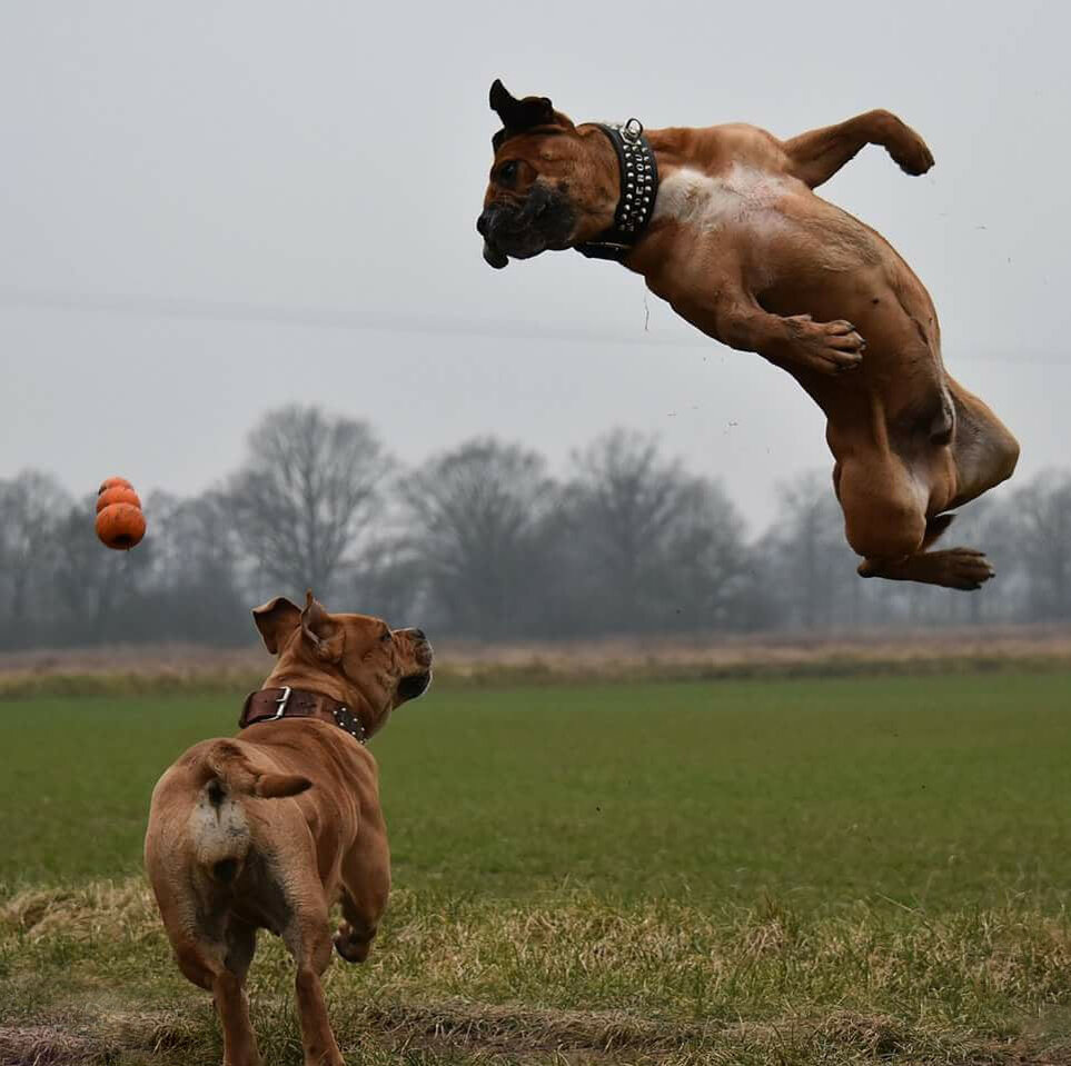 Путь бо. Z-Dog.