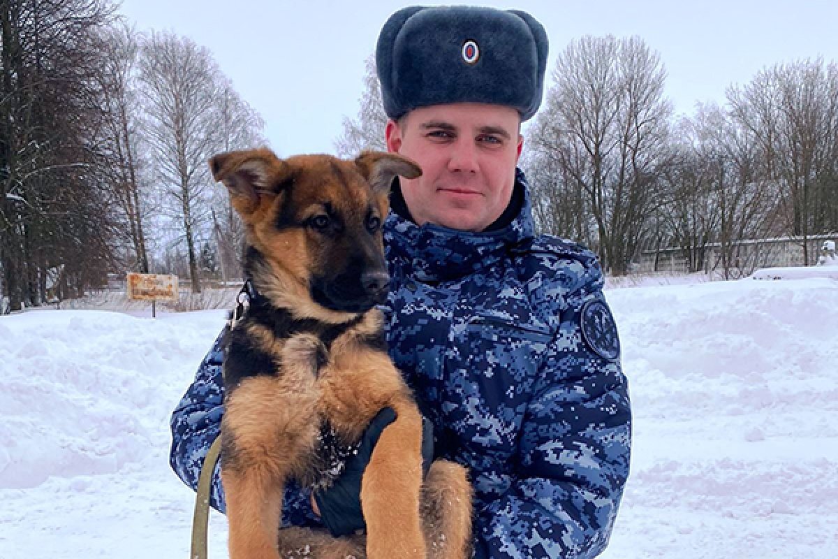    Щенки из питомника Донского отправились служить в Смоленскую область