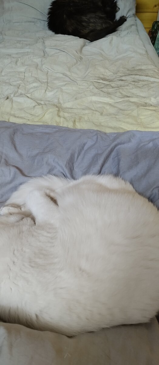 Так и лежат на моей стороне.