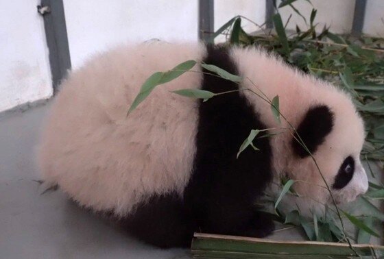 Осмотр маленькой панды в Московском зоопарке на видео - 4 октября - grantafl.ru