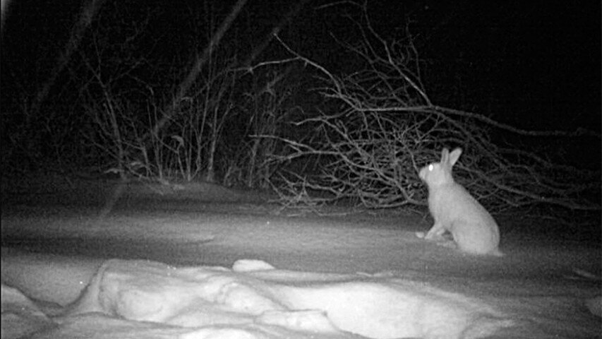 охота на зайца ночью зимой