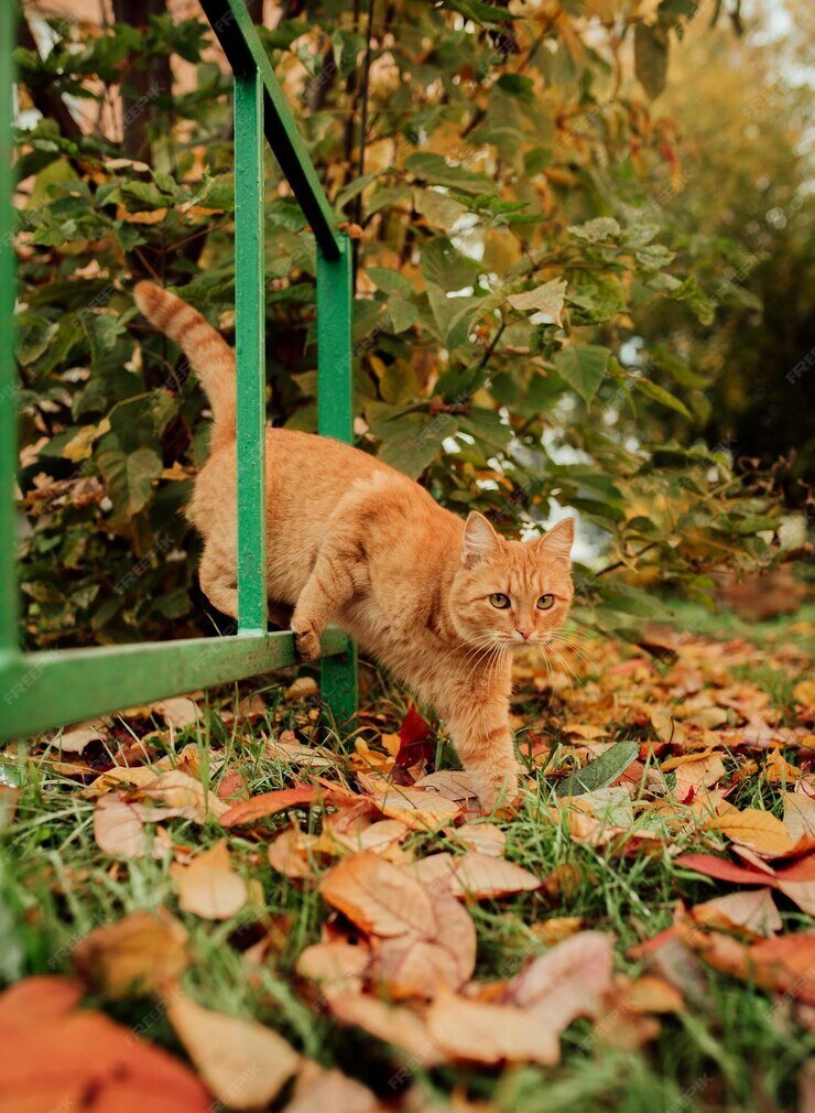 Кот много куда может забраться. 