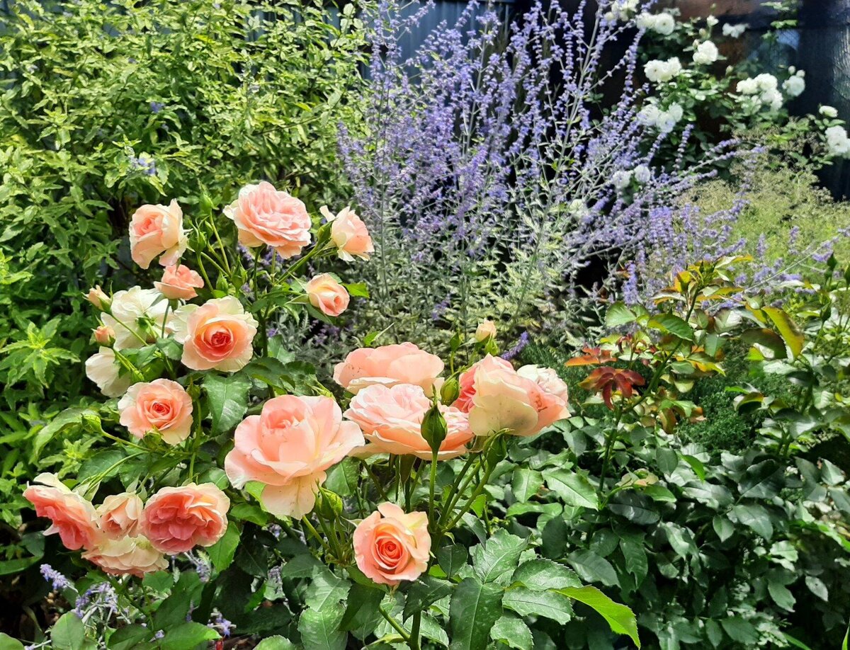 Jet Set и перовския