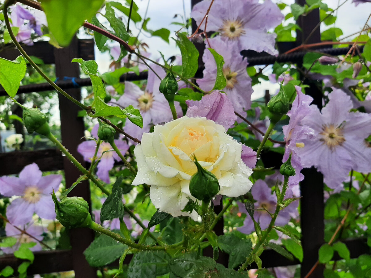 Роза Schneewalzer и клематис Blue Angel 3 фото, листайте