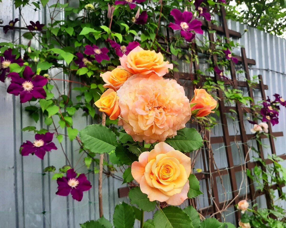 Роза La Villa Cotta клематис Warshavska Nike