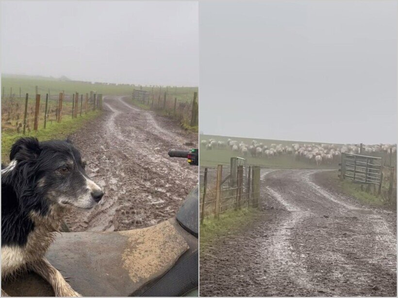    Видео: собака мастерски управляет огромным стадом овец
