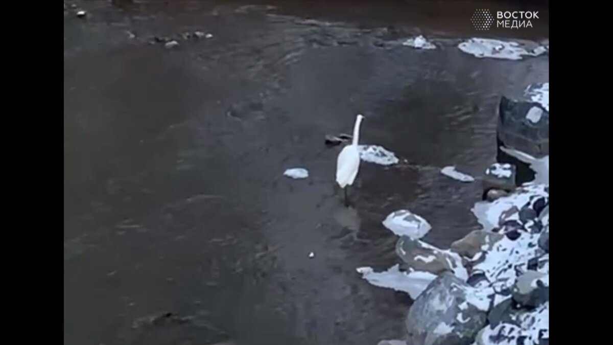     Необычное зрелище удалось запечатлеть одному из жителей Владивостока. Среди белого дня перед ним красовалась белая цапля.