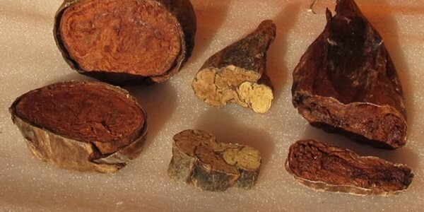 Бобровая струя в разрезе.