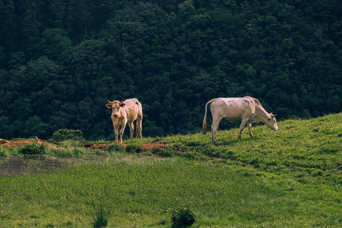 Картинка с бесплатного фотостока https://unsplash.com, автор Ivan Cheremisin