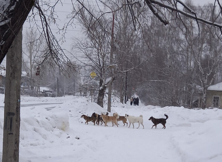    Бродячие стаи собак — проблема многих свердловских городов, не только Серова