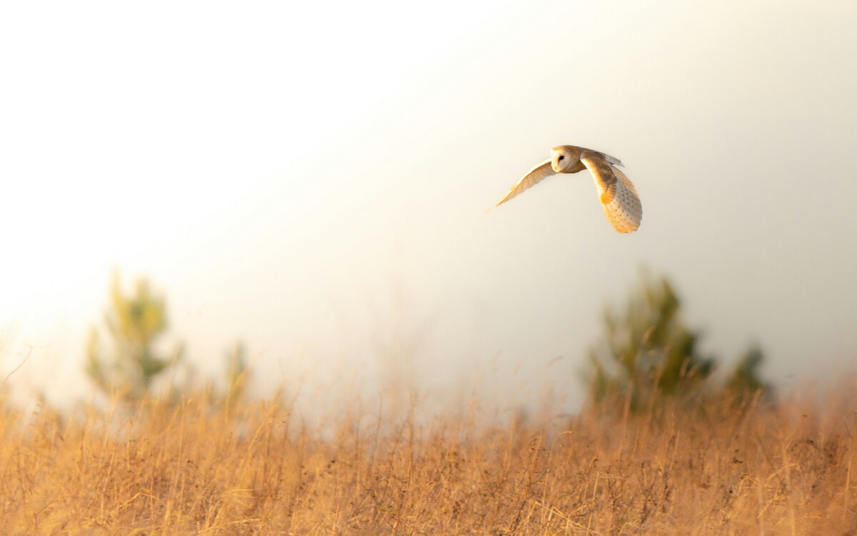 Картинка с бесплатного фотостока https://unsplash.com, автор bunting wild photography