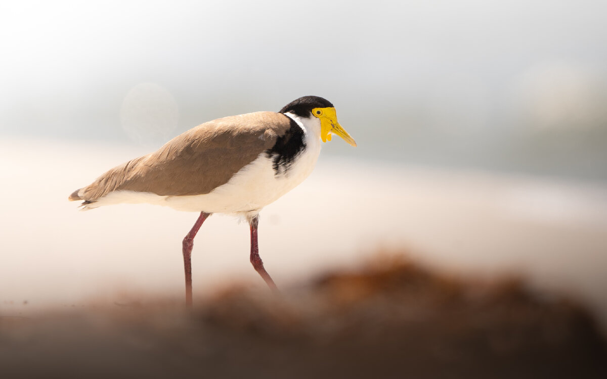 Картинка с бесплатного фотостока https://unsplash.com, автор bunting wild photography