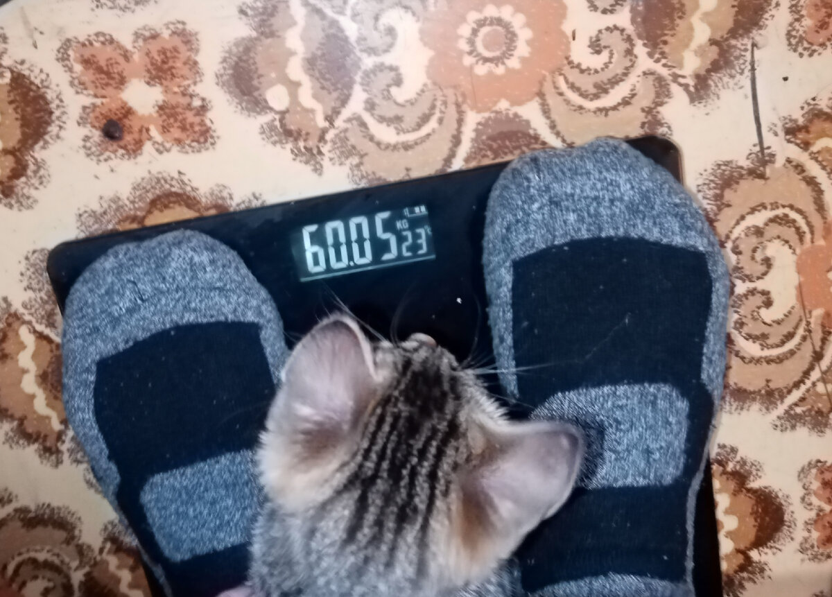 с котом