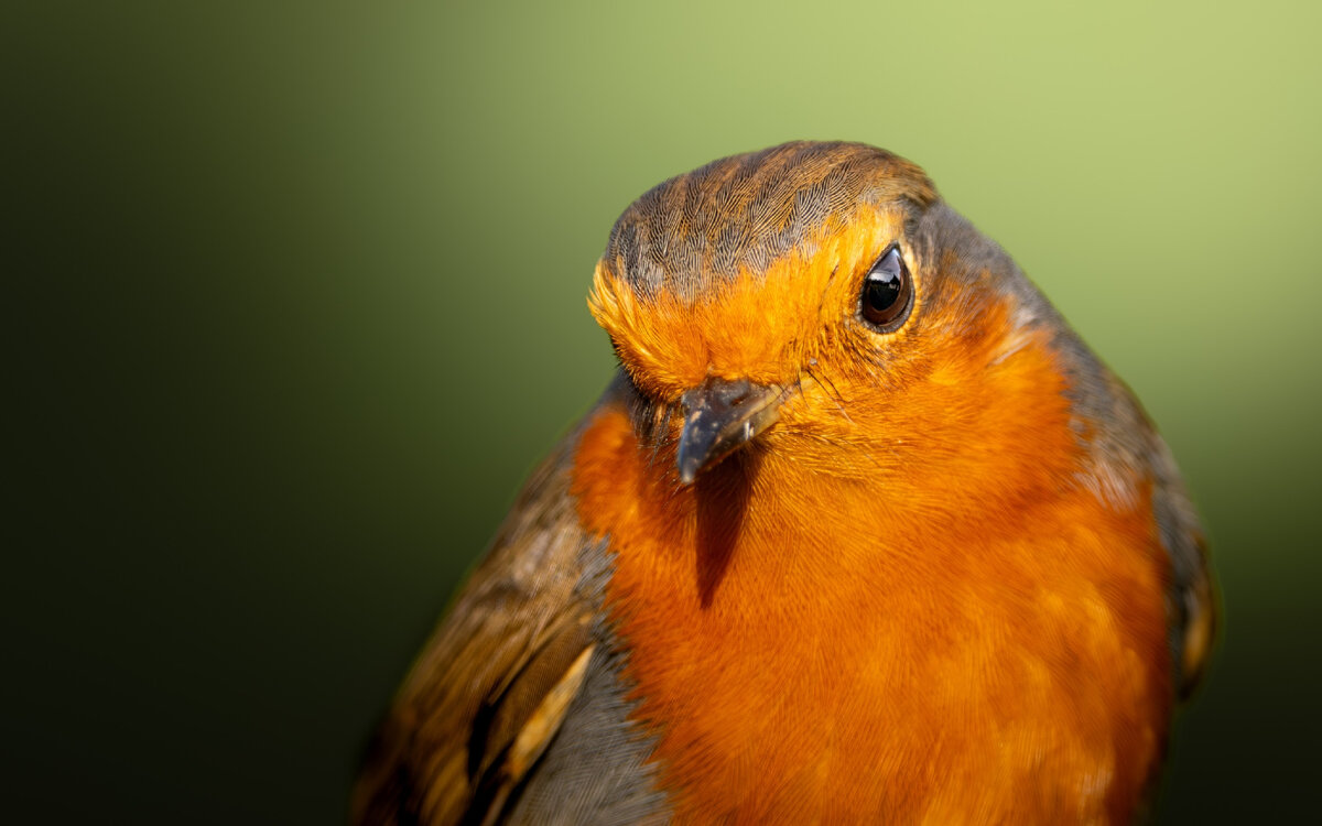 Картинка с бесплатного фотостока https://unsplash.com, автор bunting wild photography